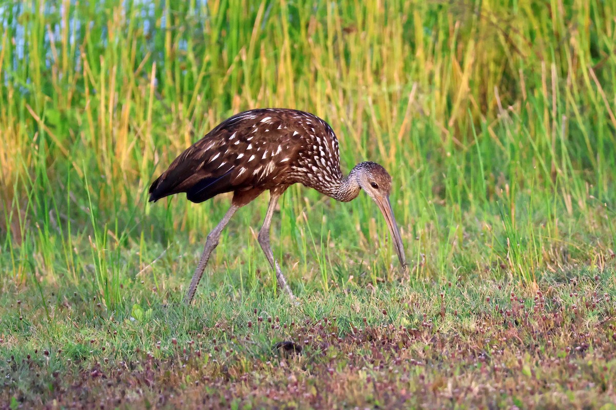 Limpkin - ML624897298