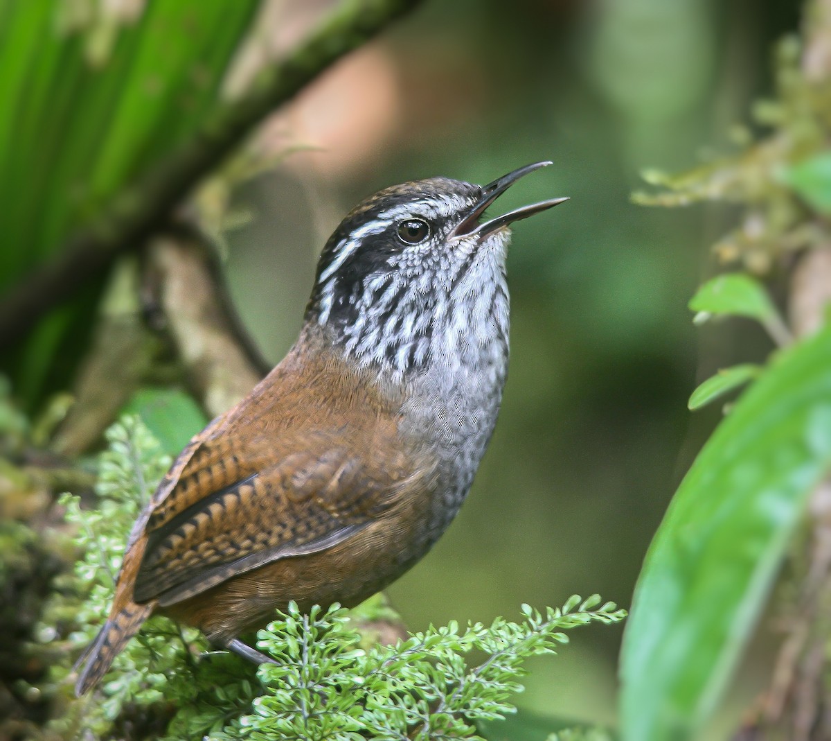 Munchique Wood-Wren - ML624897470