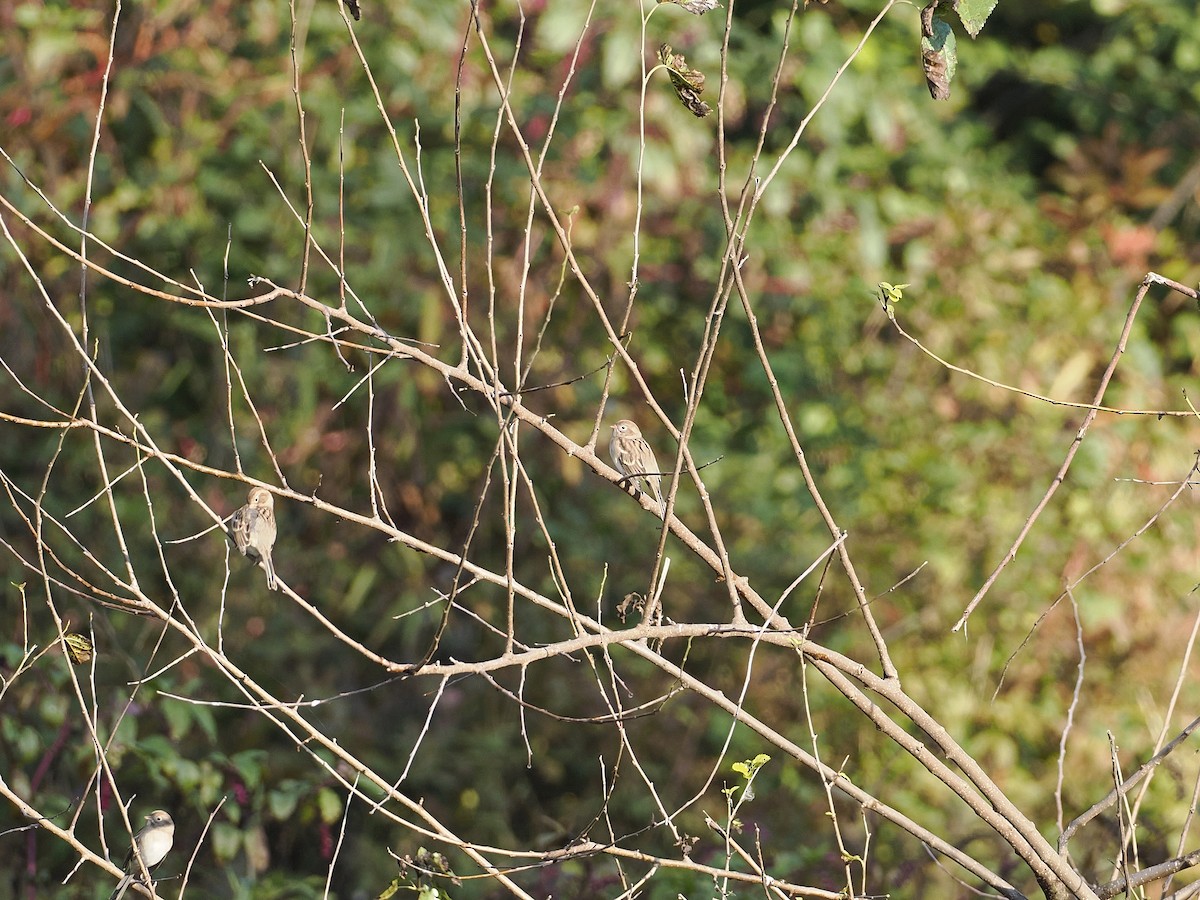 Field Sparrow - ML624897502