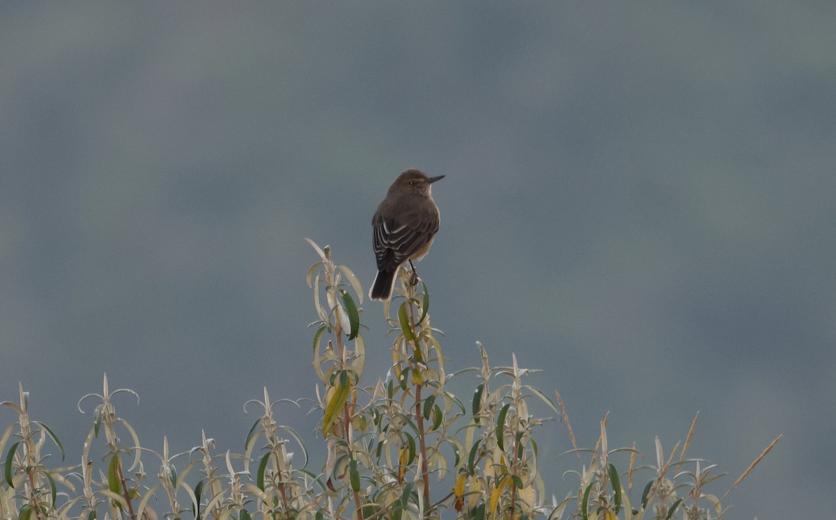 Black-billed Shrike-Tyrant - ML624897566