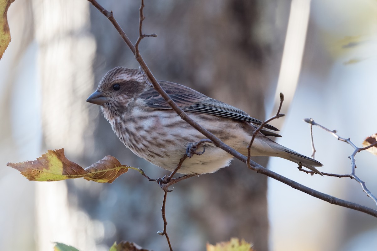 Purple Finch - ML624897721