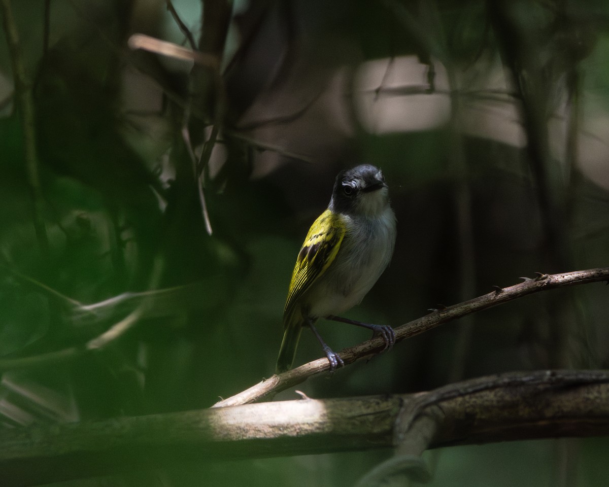 Slate-headed Tody-Flycatcher - ML624897745