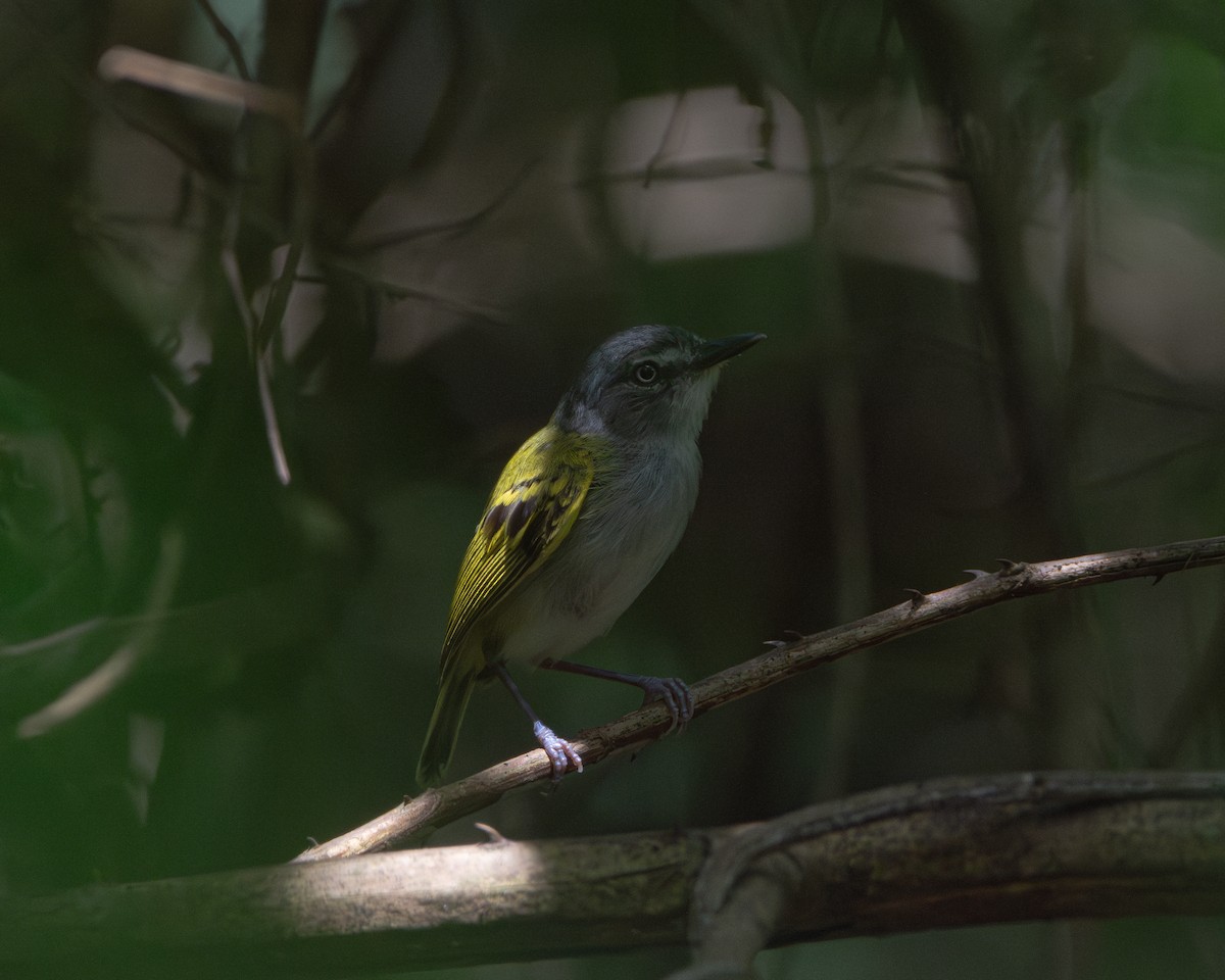 Slate-headed Tody-Flycatcher - ML624897748