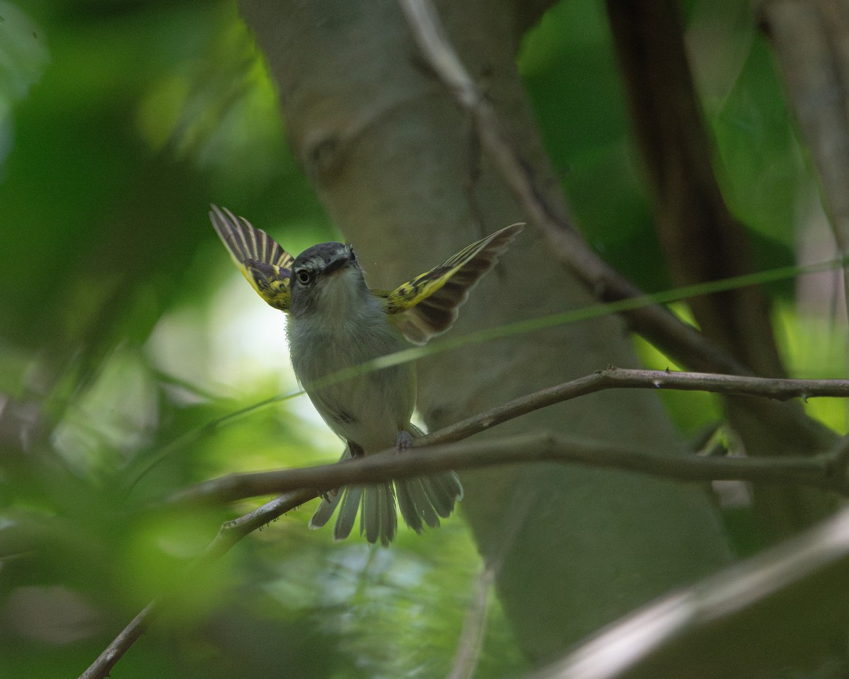 Slate-headed Tody-Flycatcher - ML624897763