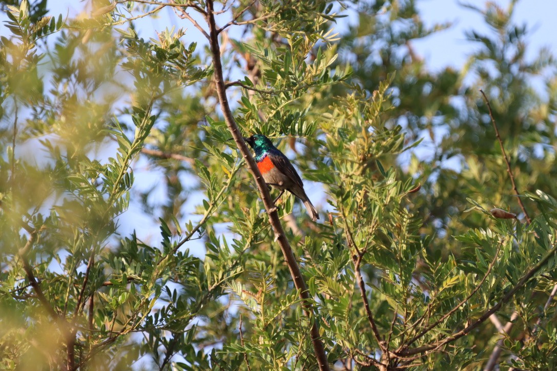 Greater Double-collared Sunbird - ML624897847