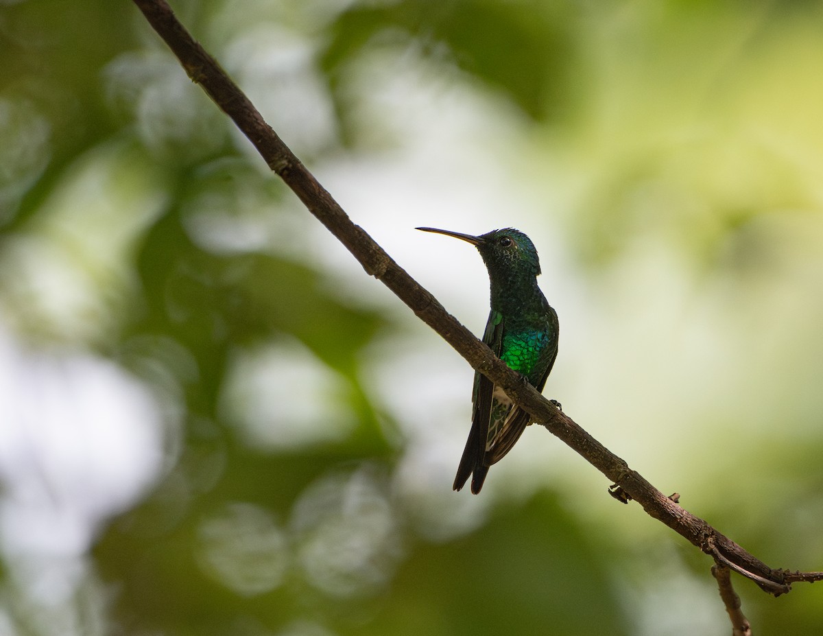 Shining-green Hummingbird - ML624897868