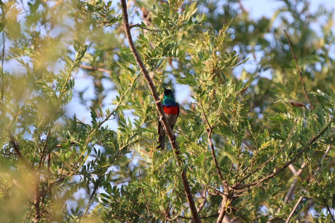 Greater Double-collared Sunbird - ML624897874