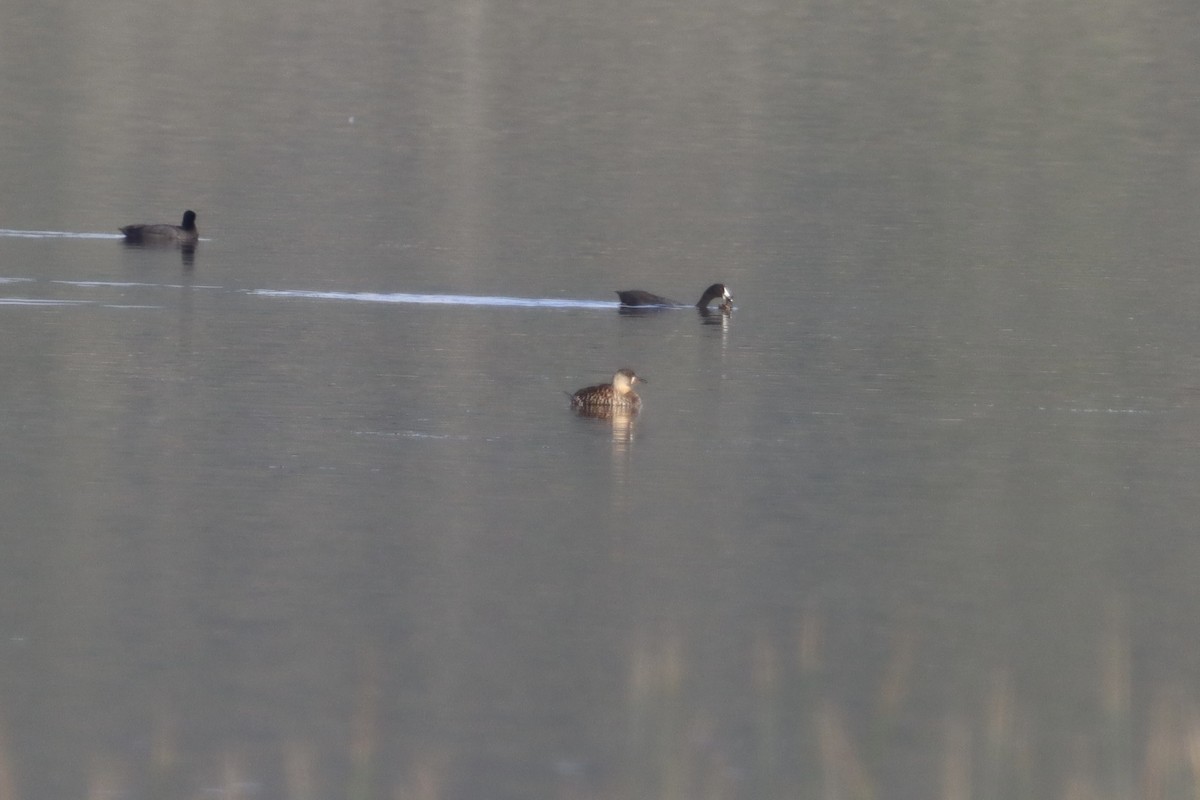 White-backed Duck - ML624897894