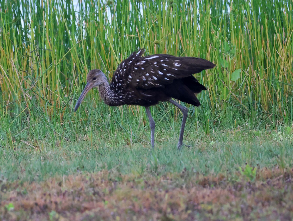 Limpkin - ML624898043