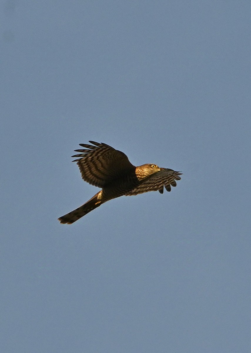 Eurasian Sparrowhawk - ML624898050