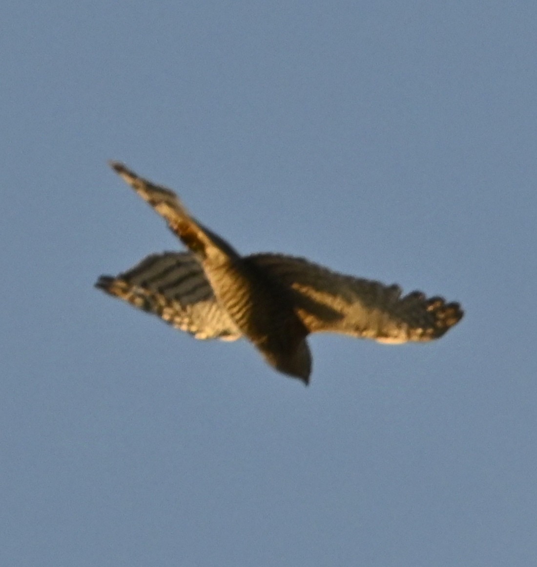 Eurasian Sparrowhawk - ML624898051