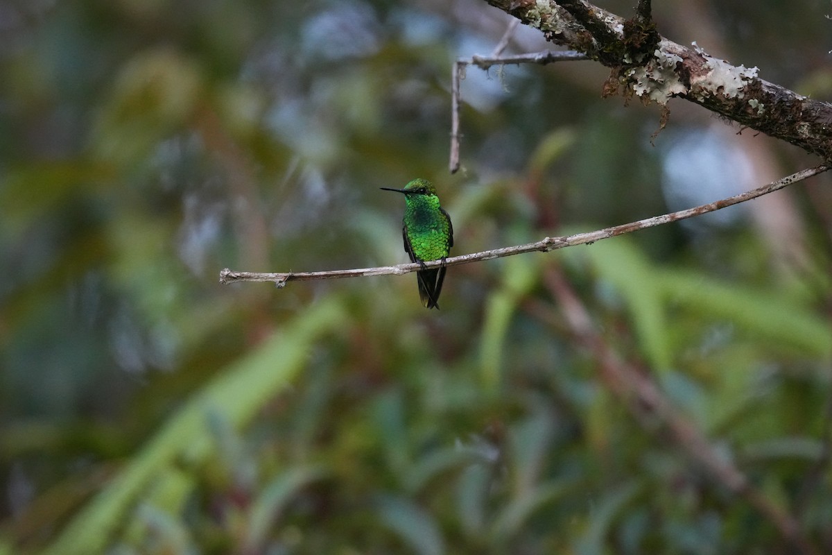 Short-tailed Emerald - ML624898084