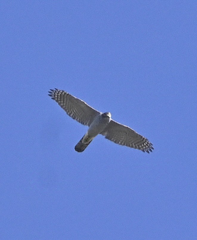 Eurasian Goshawk - ML624898118