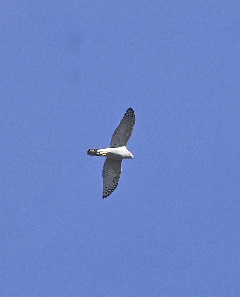 Eurasian Goshawk - ML624898119