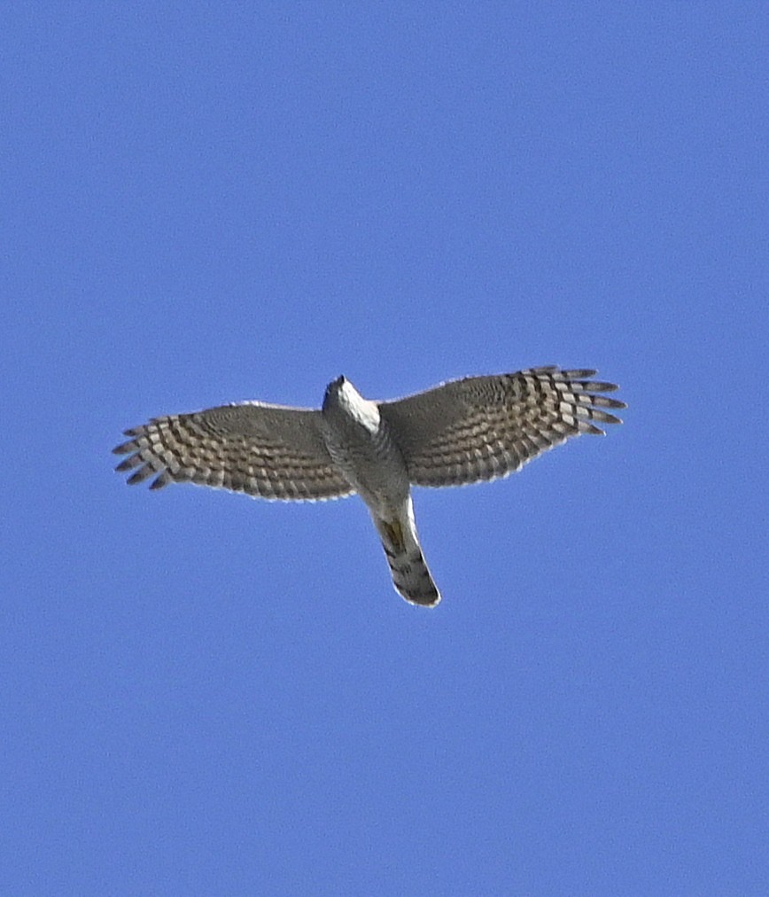 Eurasian Goshawk - ML624898120