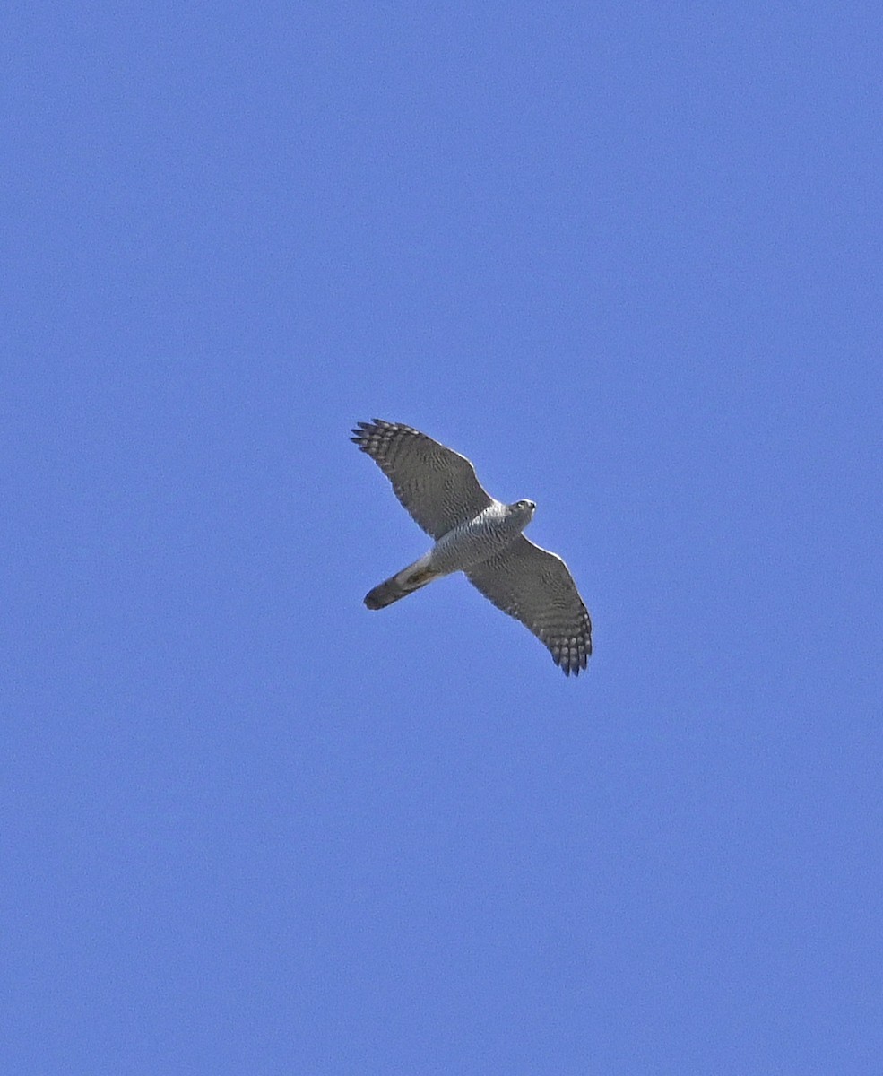 Eurasian Goshawk - ML624898121