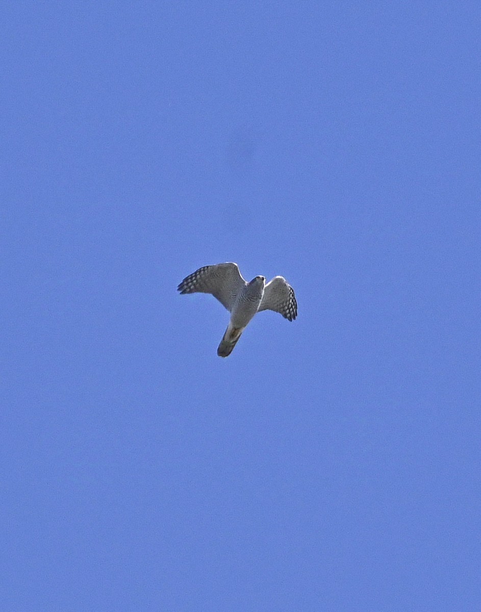 Eurasian Goshawk - ML624898123