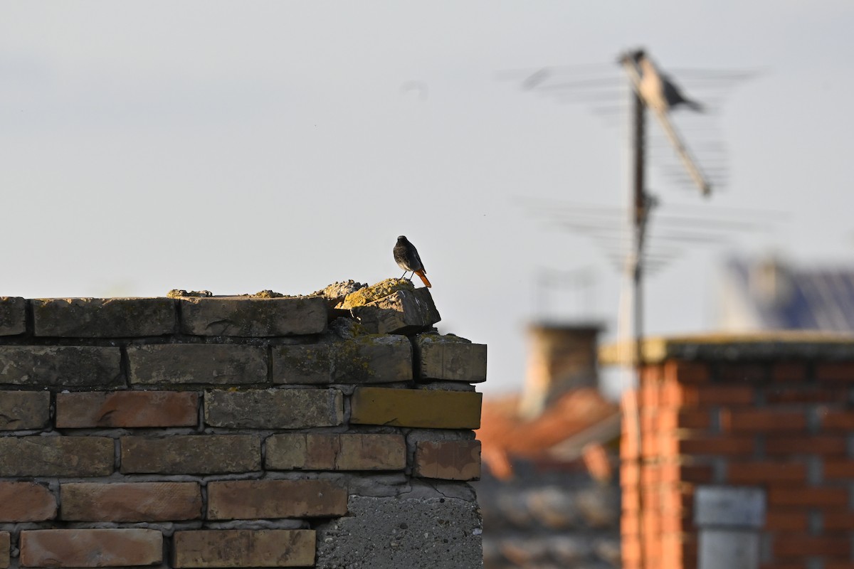 Black Redstart - ML624898157