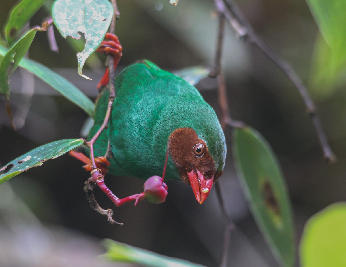 Grass-green Tanager - ML624898272
