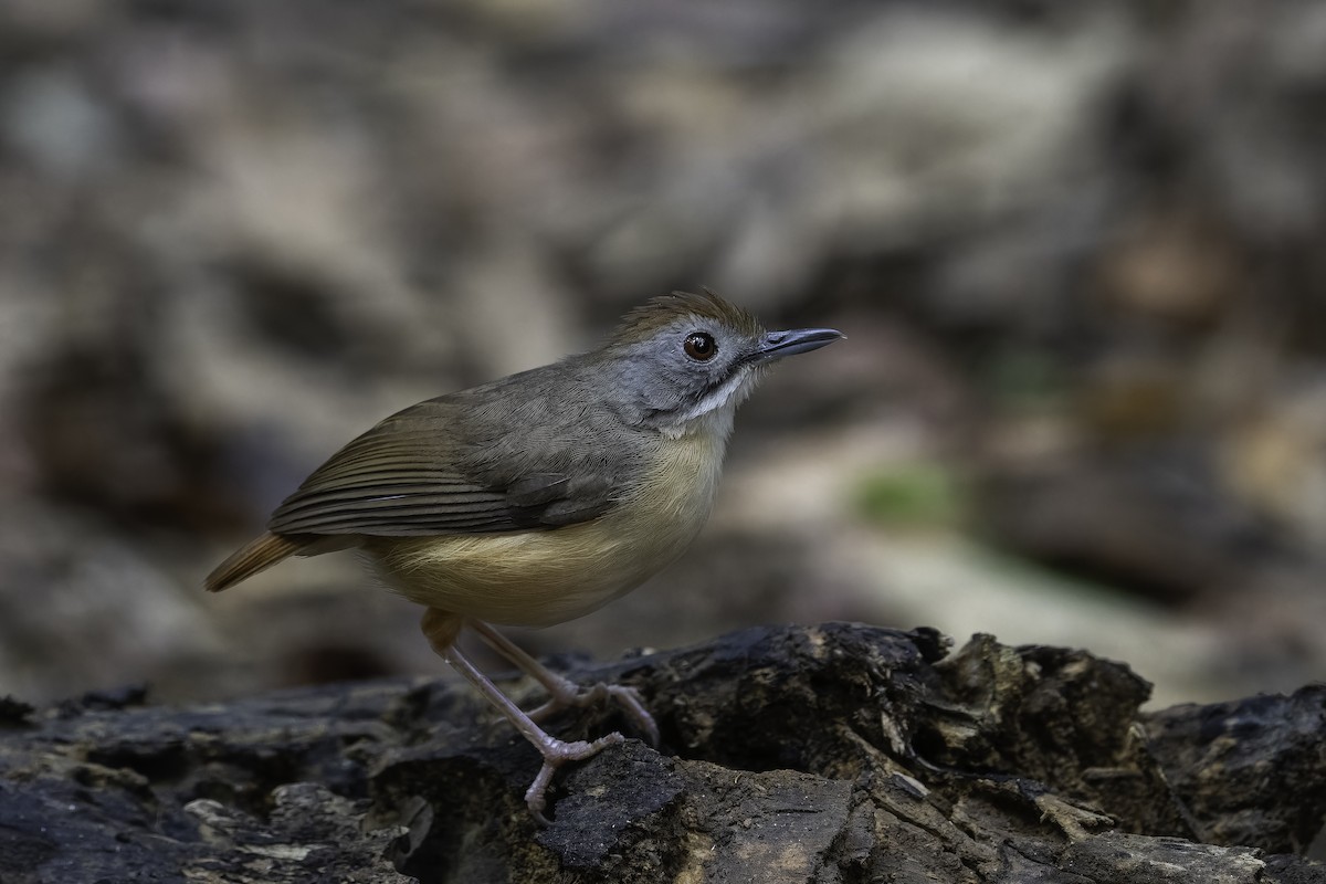 Short-tailed Babbler - ML624898309