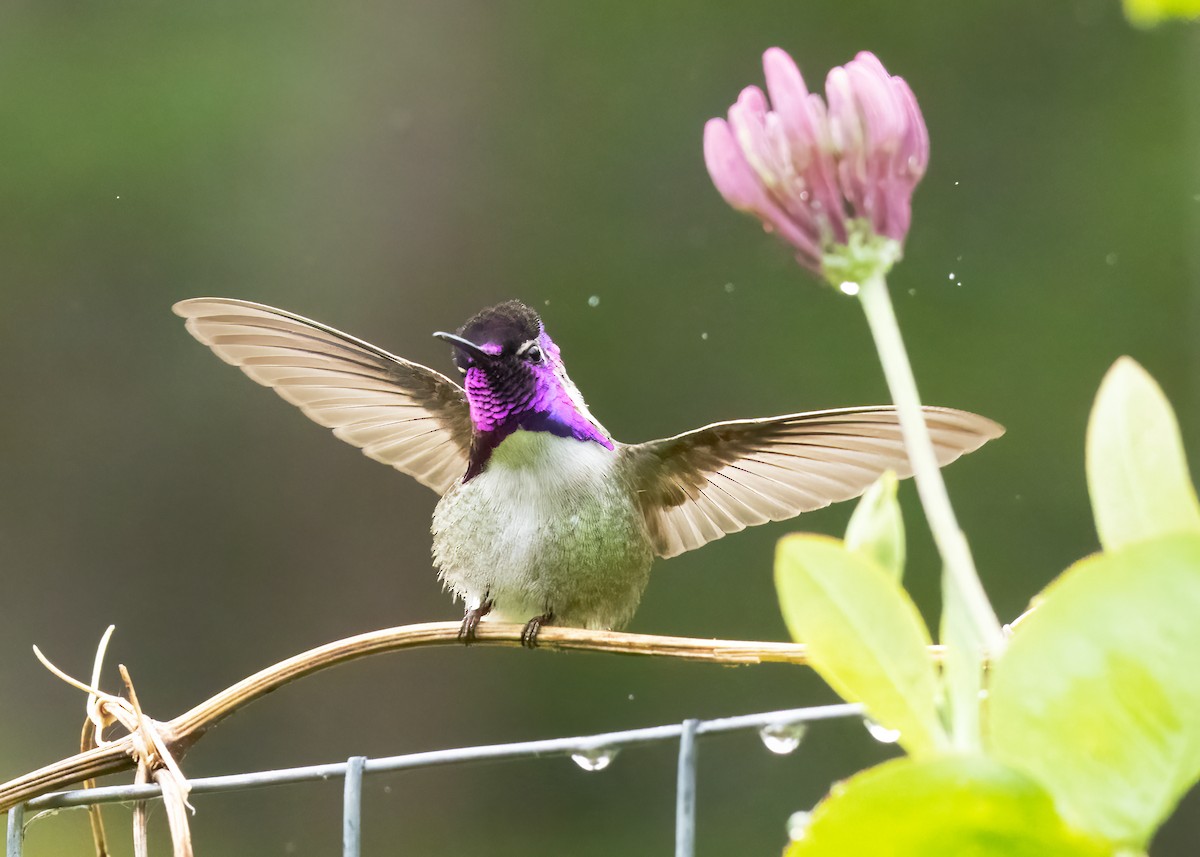 Costa's Hummingbird - ML624898317