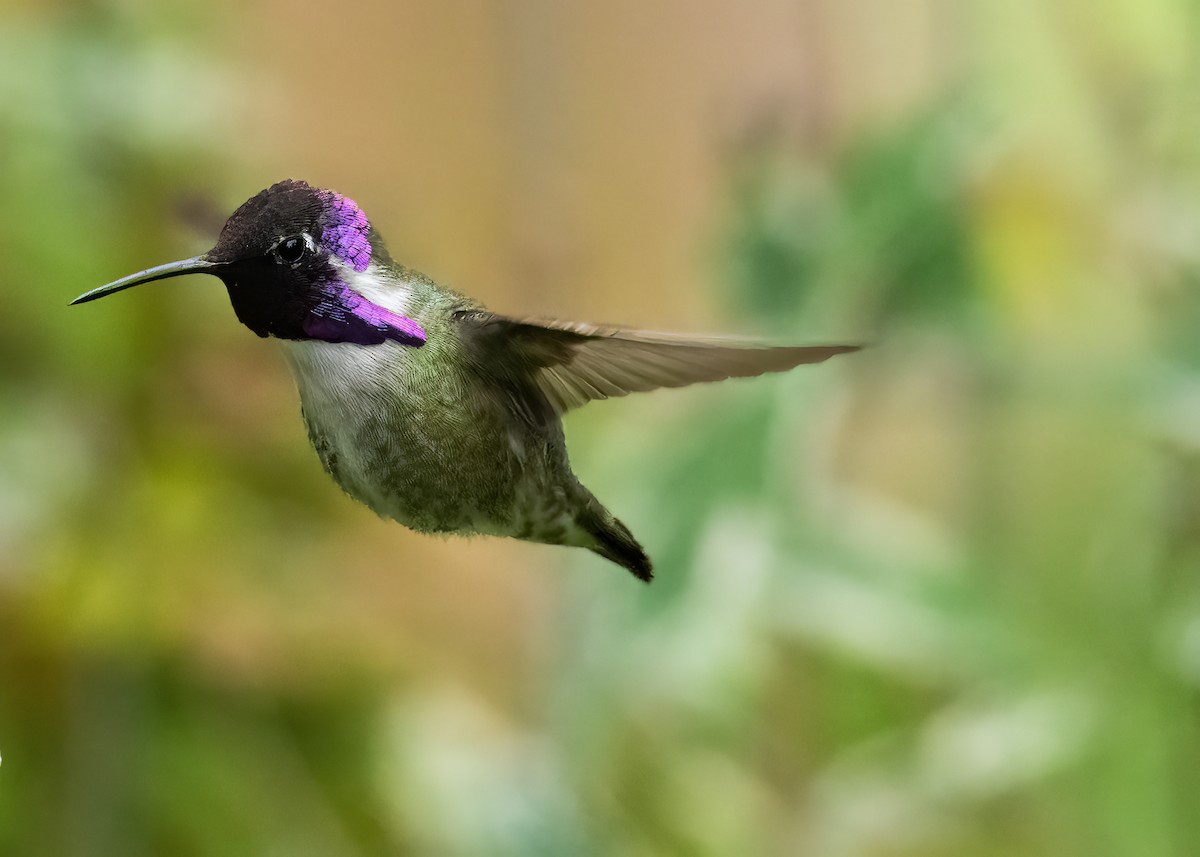 Costa's Hummingbird - ML624898318