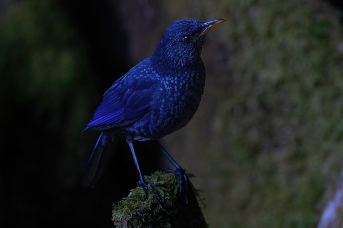 Blue Whistling-Thrush - Jaap Velden