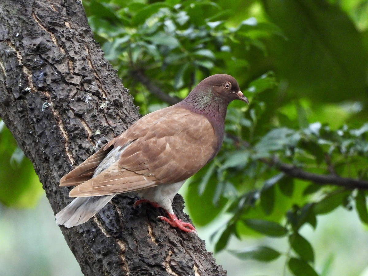 Rock Pigeon (Feral Pigeon) - ML624898473