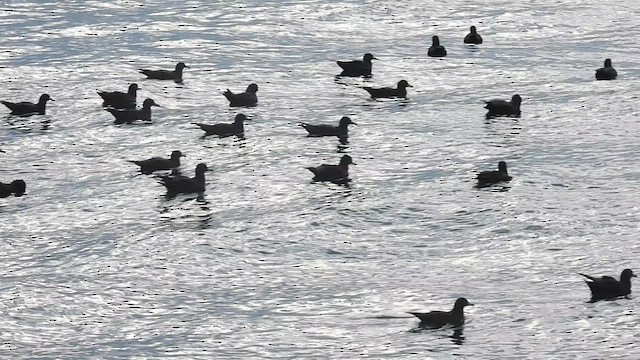 lysbeinlire - ML624898487