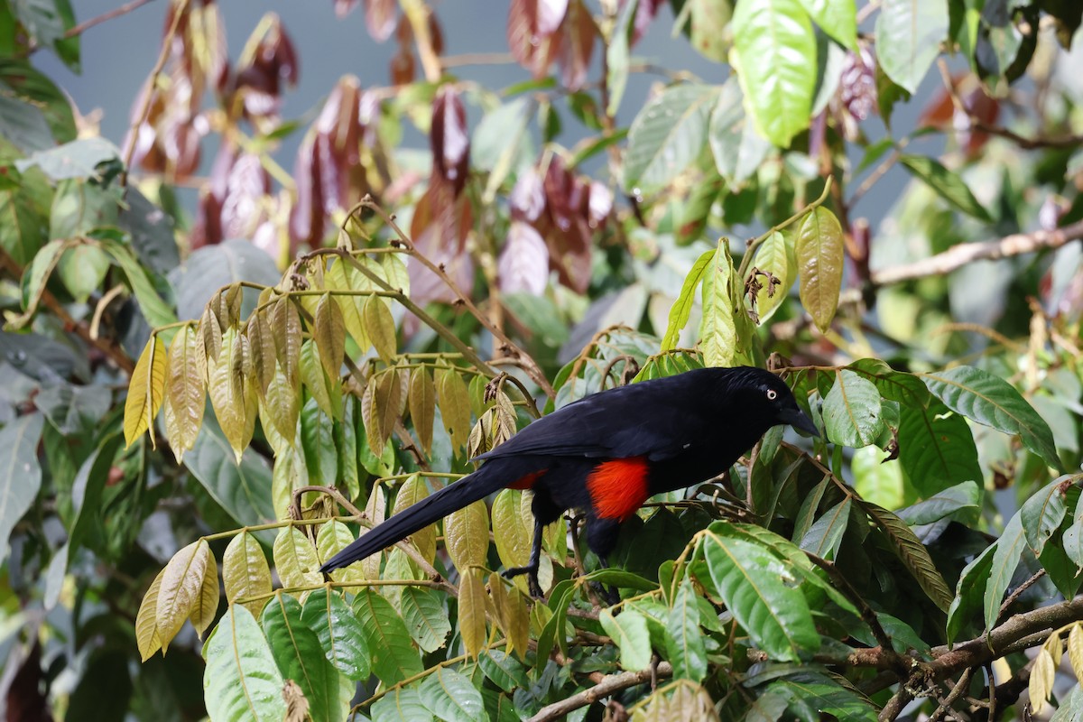 Red-bellied Grackle - ML624898633