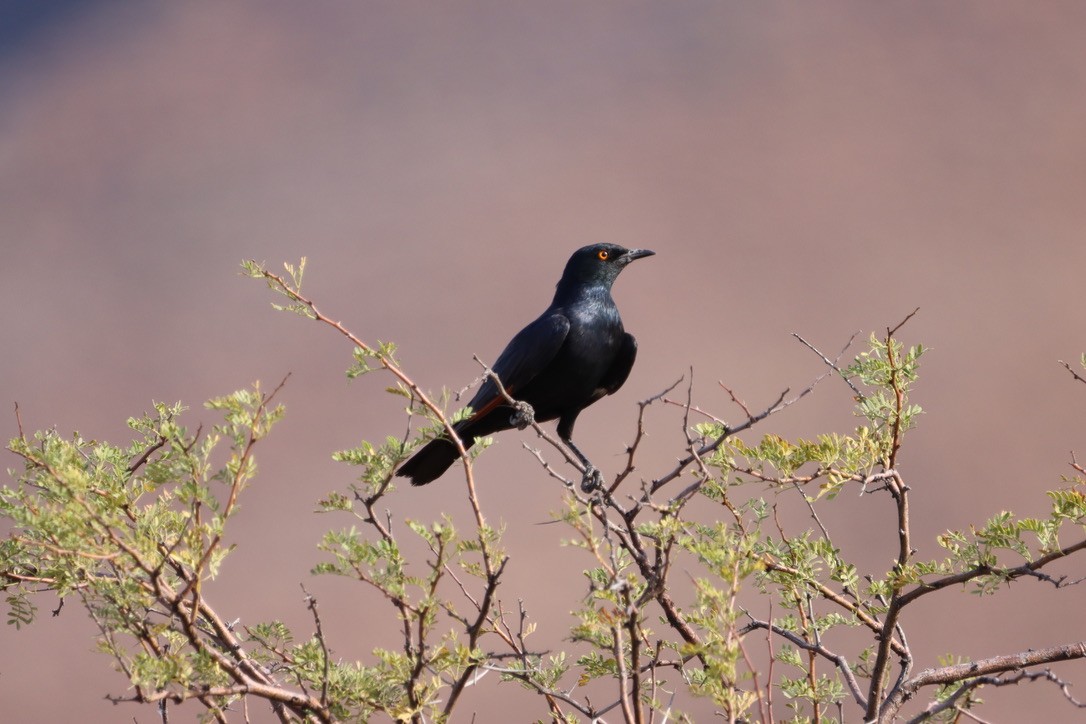 Pale-winged Starling - ML624898818