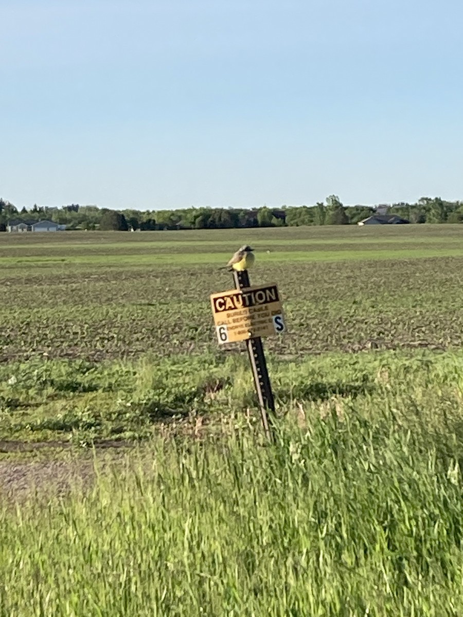 Western Kingbird - ML624898977