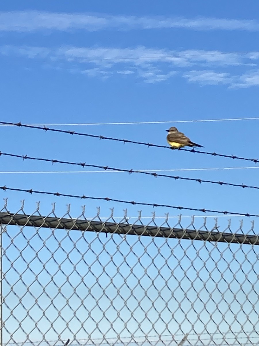 Western Kingbird - ML624899076