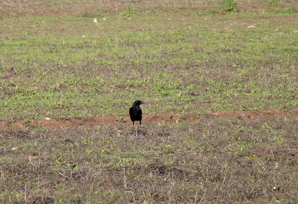 Carrion Crow - Pedro Canhão