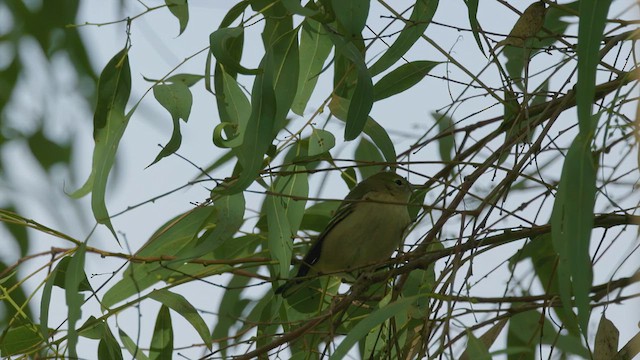 Bay-breasted Warbler - ML624899129