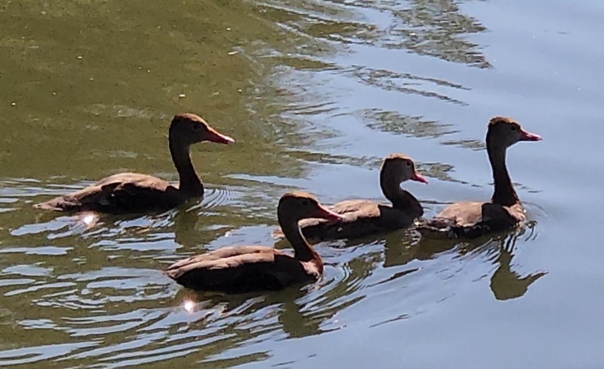 Black-bellied Whistling-Duck - ML624899286