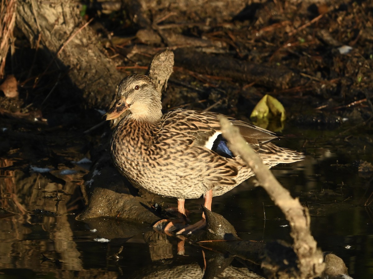 Mallard - ML624899347