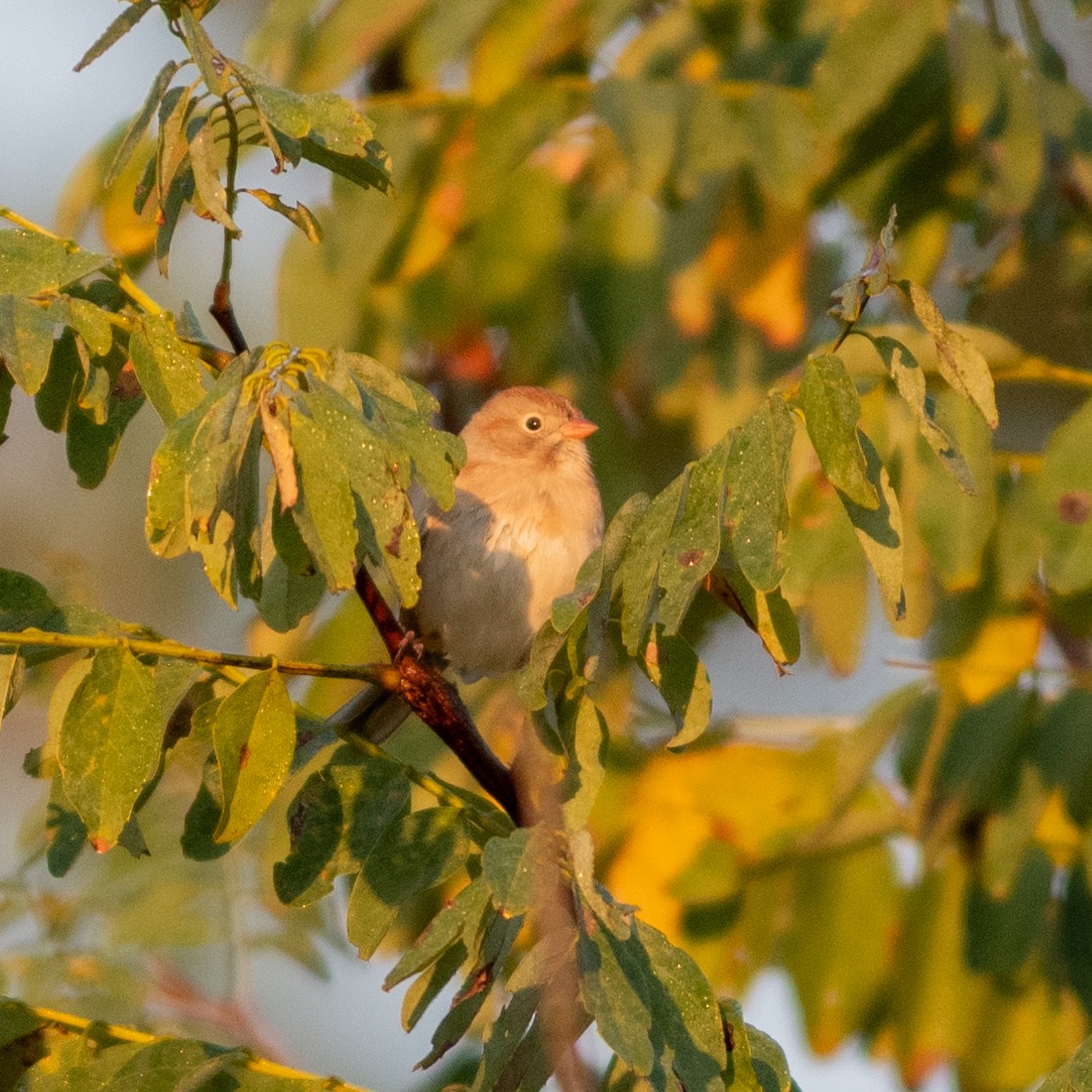 Field Sparrow - ML624899365