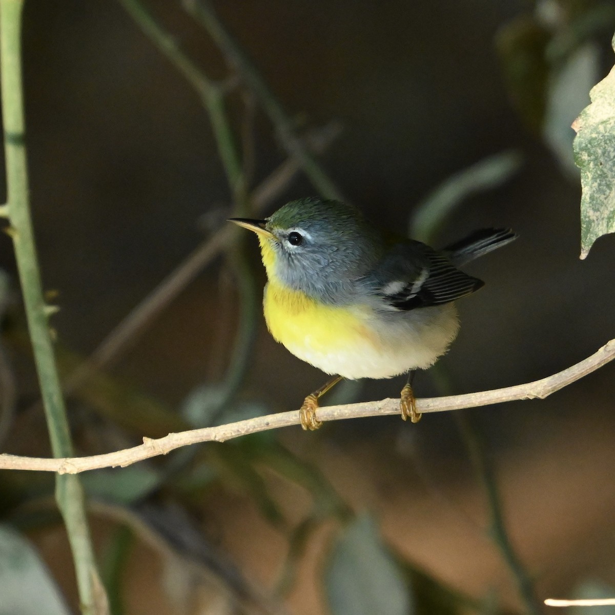 Northern Parula - William Woody