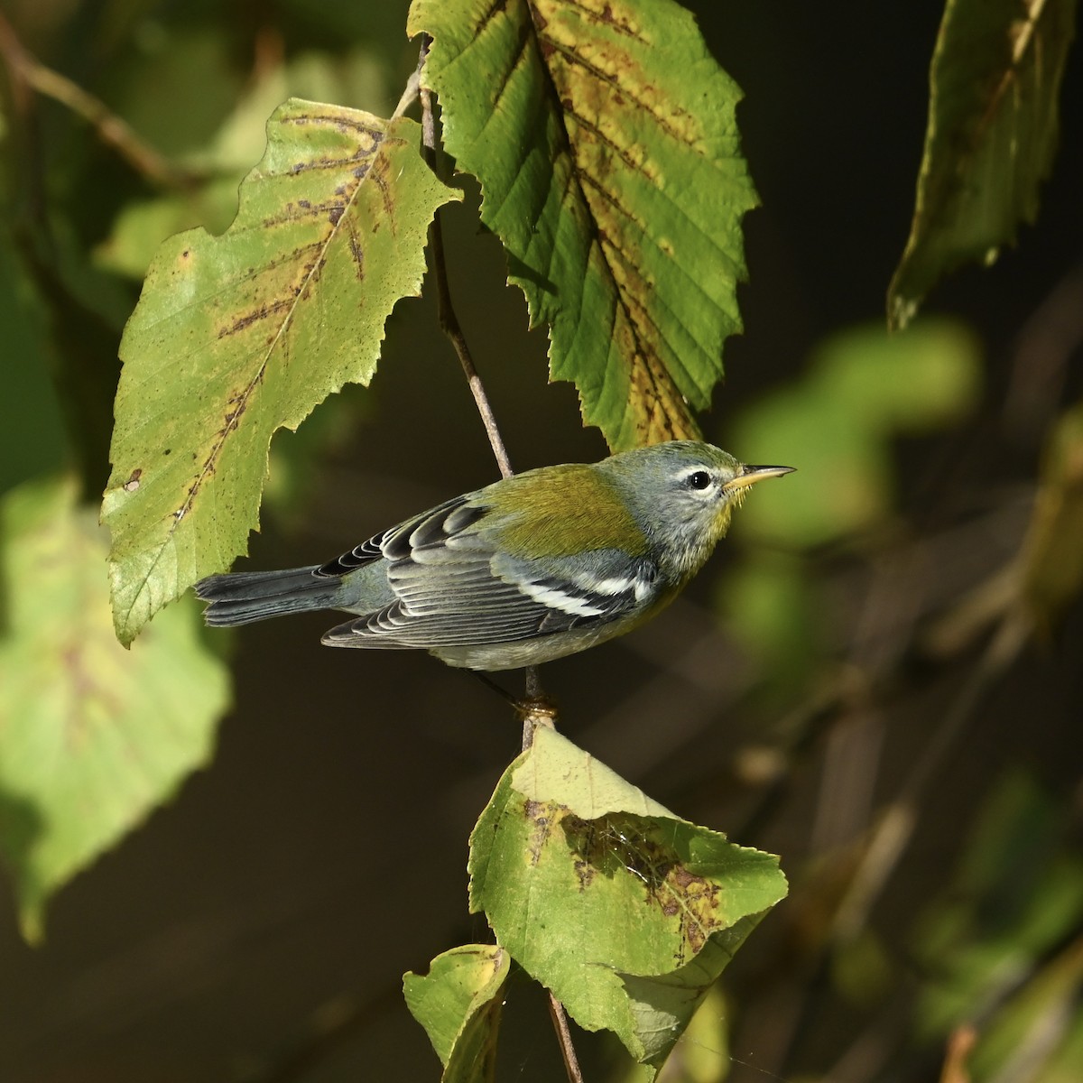 Northern Parula - ML624899415