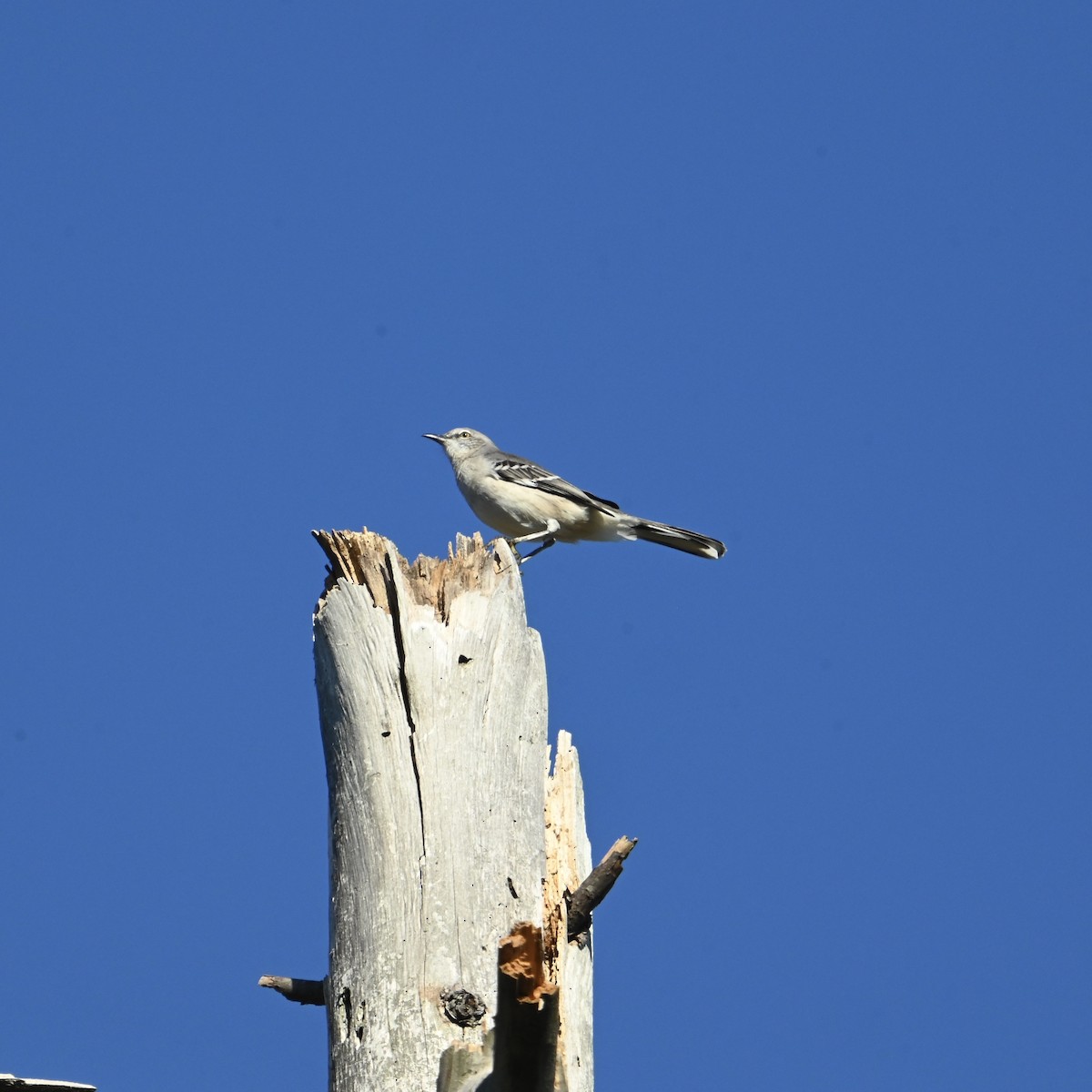 Northern Mockingbird - ML624899430