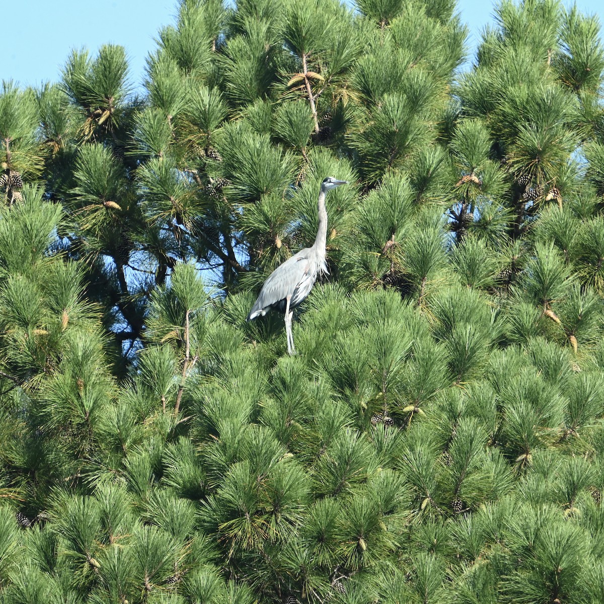 Great Blue Heron - ML624899455