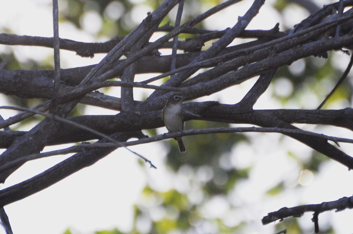 Blue-headed Vireo - ML624899467