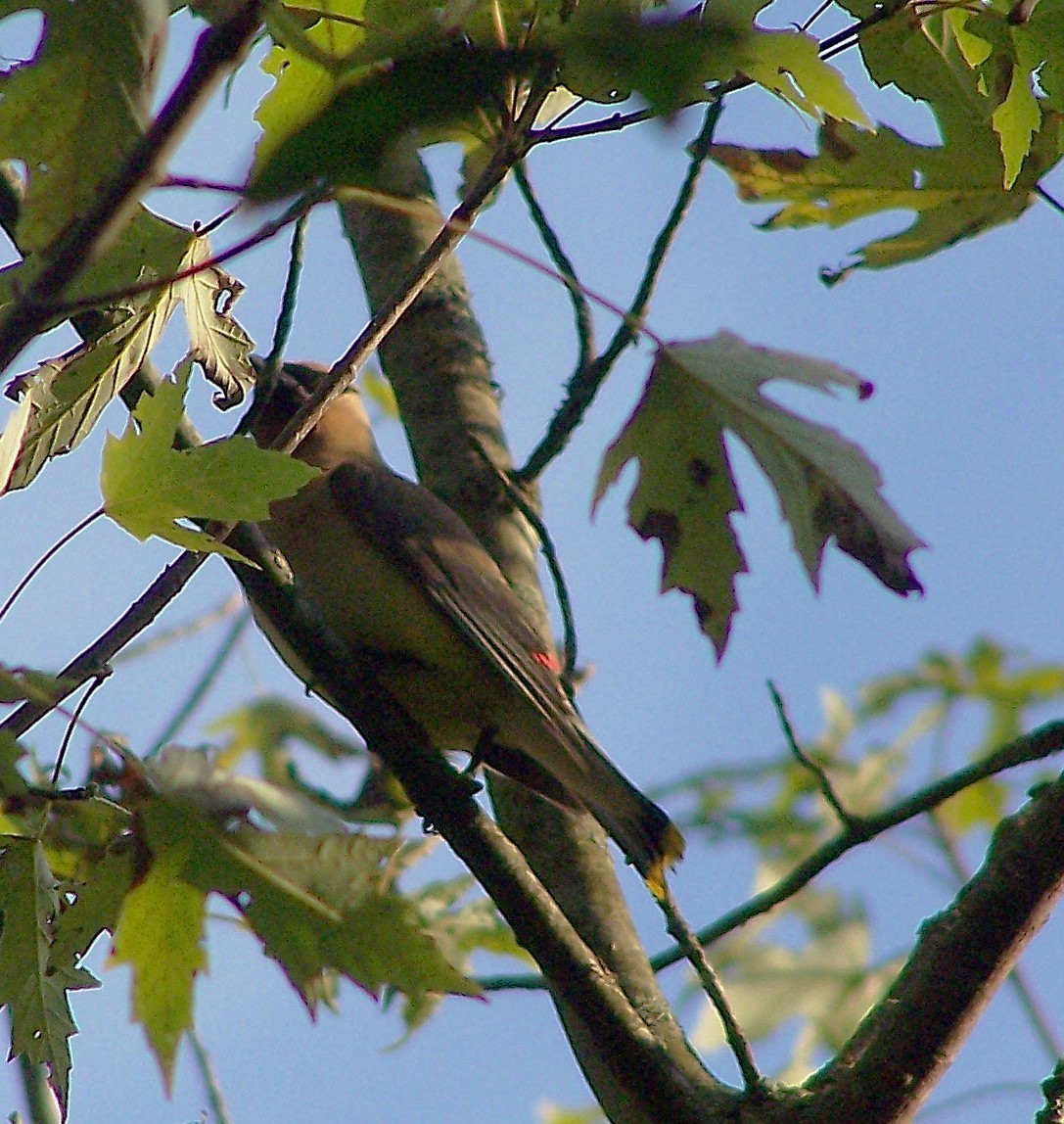 Cedar Waxwing - ML624899478