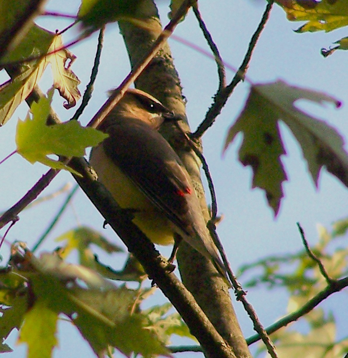 Cedar Waxwing - ML624899479