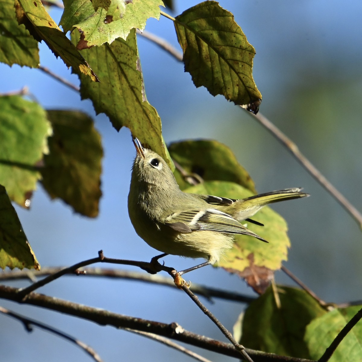 Ruby-crowned Kinglet - ML624899489