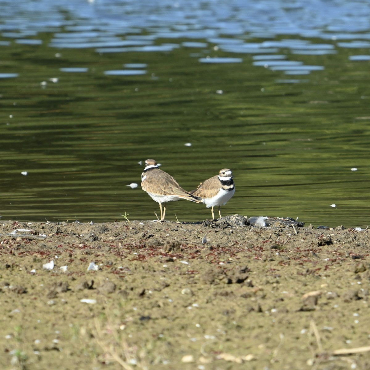 Killdeer - ML624899513