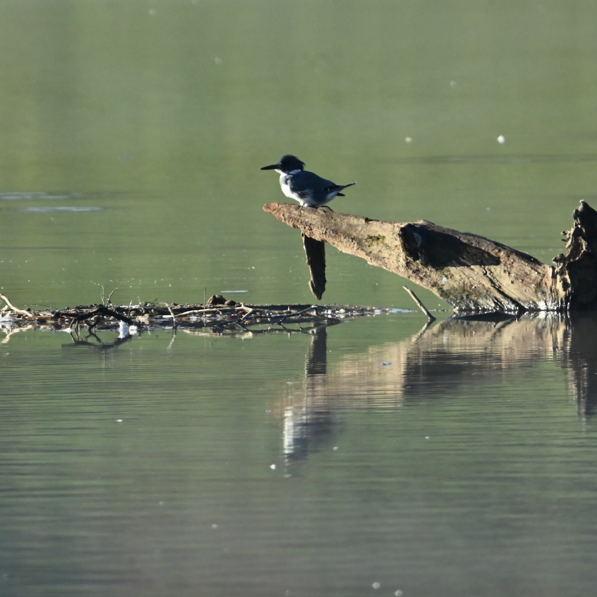 Belted Kingfisher - ML624899578