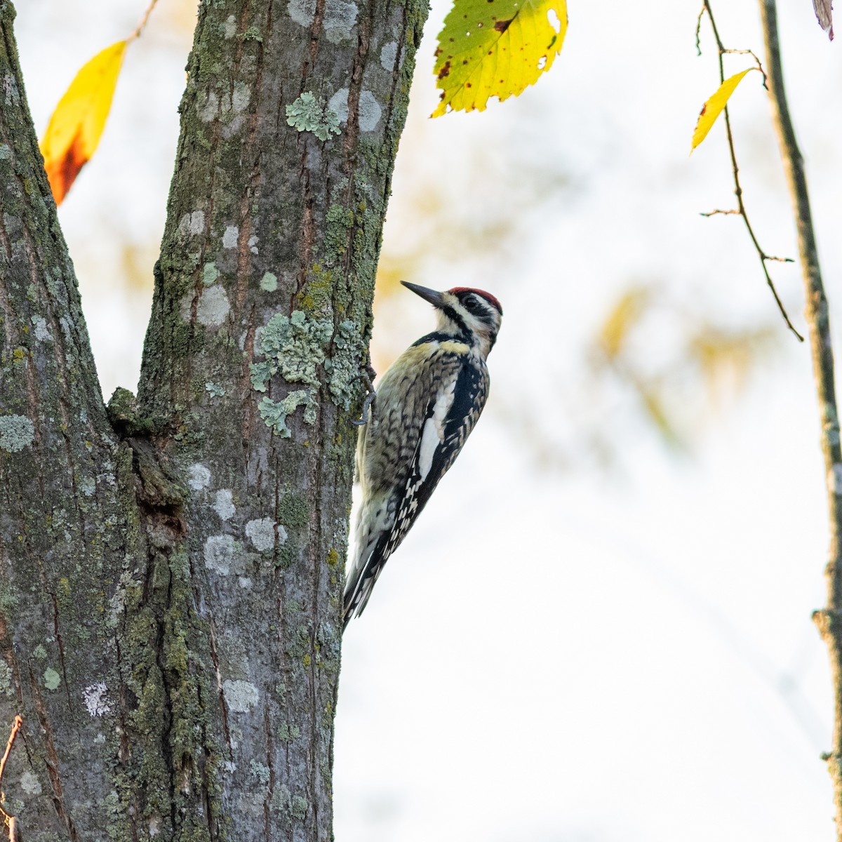 Yellow-bellied Sapsucker - ML624899595