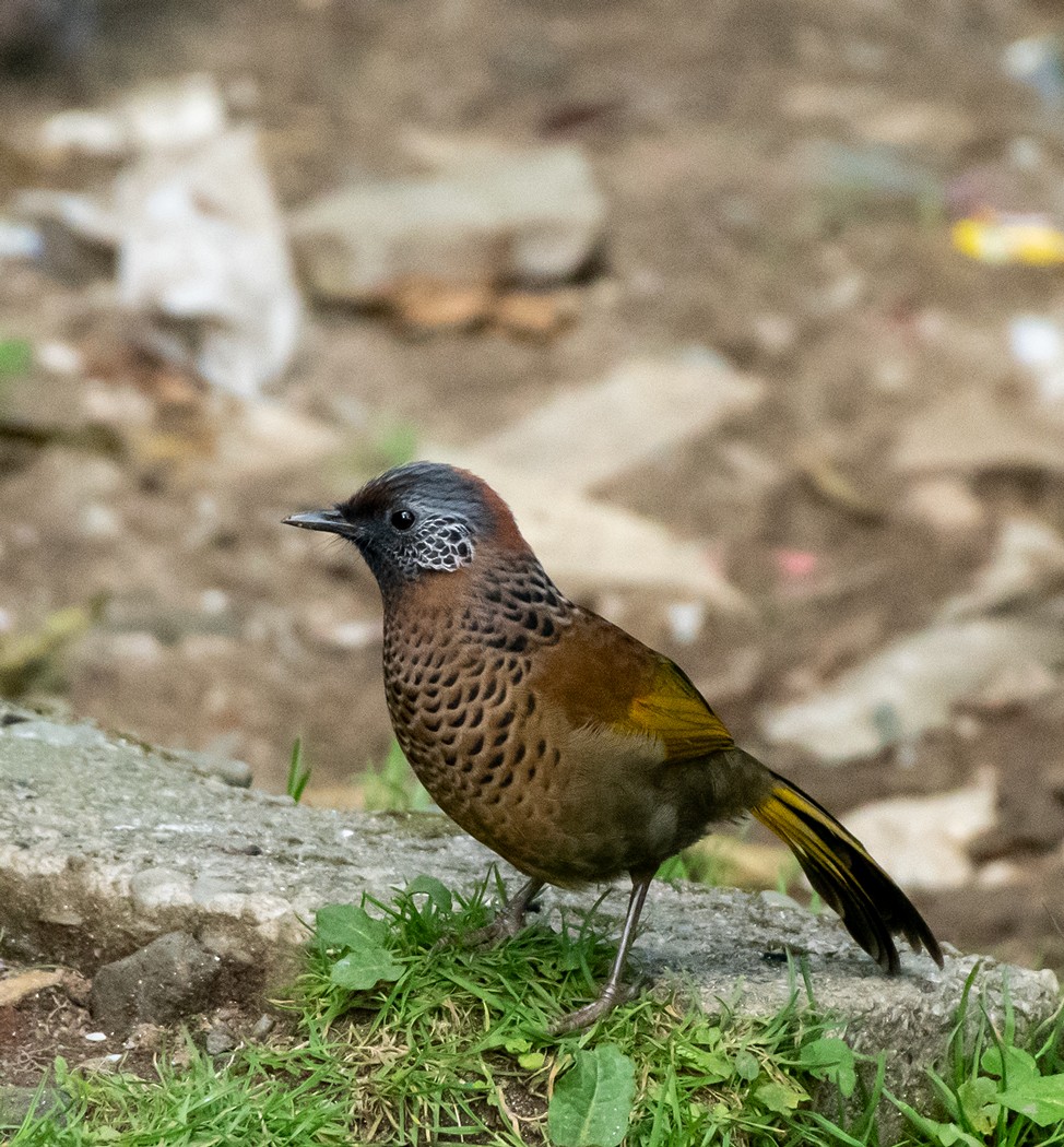 Chestnut-crowned Laughingthrush - ML624899636